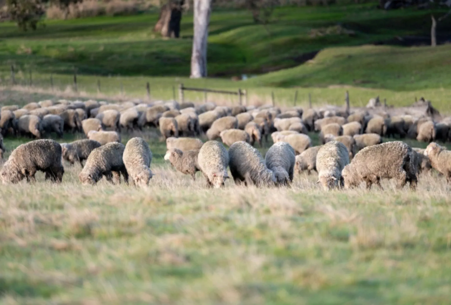 Unsere Welt_Warum merinowolle